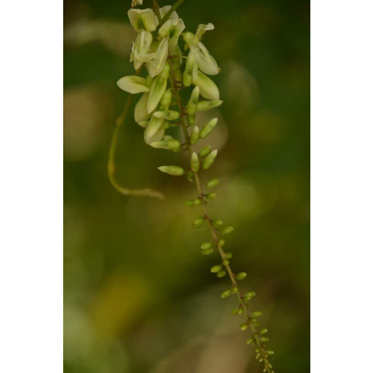 Wisteriopsis japonica Alba