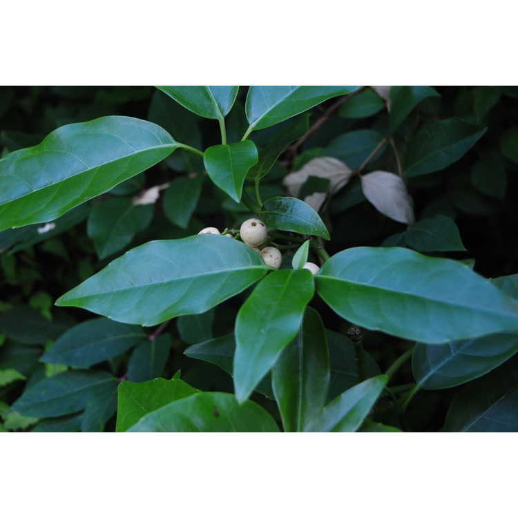 Aucuba japonica 'Leucocarpa' - white-fruit Japanese aucuba