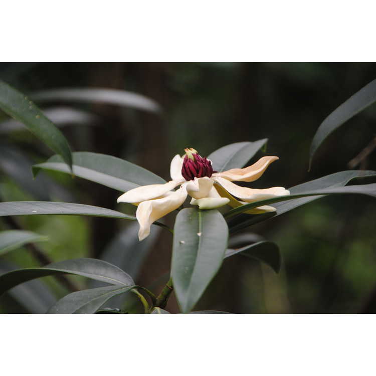 Magnolia fordiana - tree lotus