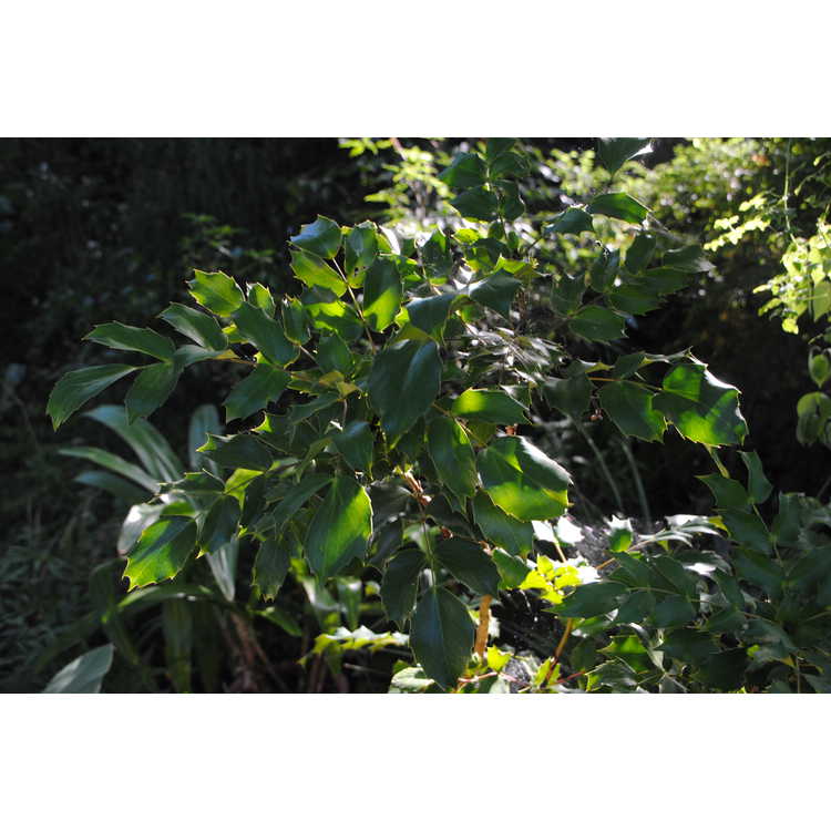 Mahonia tikushiensis - Japanese mahonia