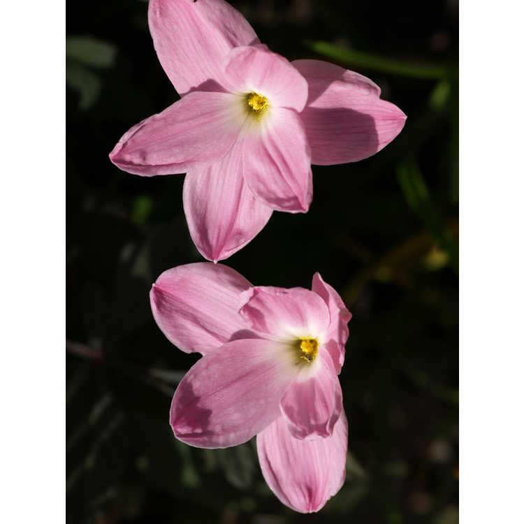 Zephyranthes Pink Panther