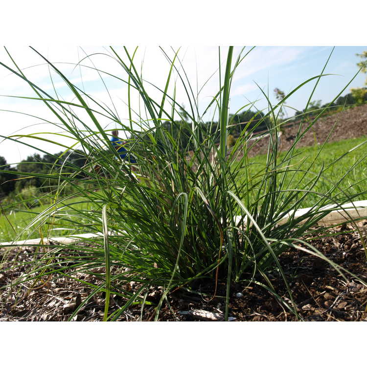 Miscanthus sinensis 'Adagio' - compact maiden grass
