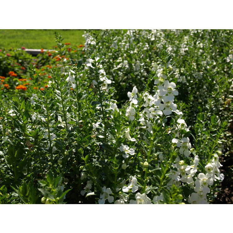 <em>Angelonia angustifolia</em> 'Balarcwite'