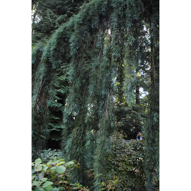 <em>Sequoiadendron giganteum</em> 'Pendulum'