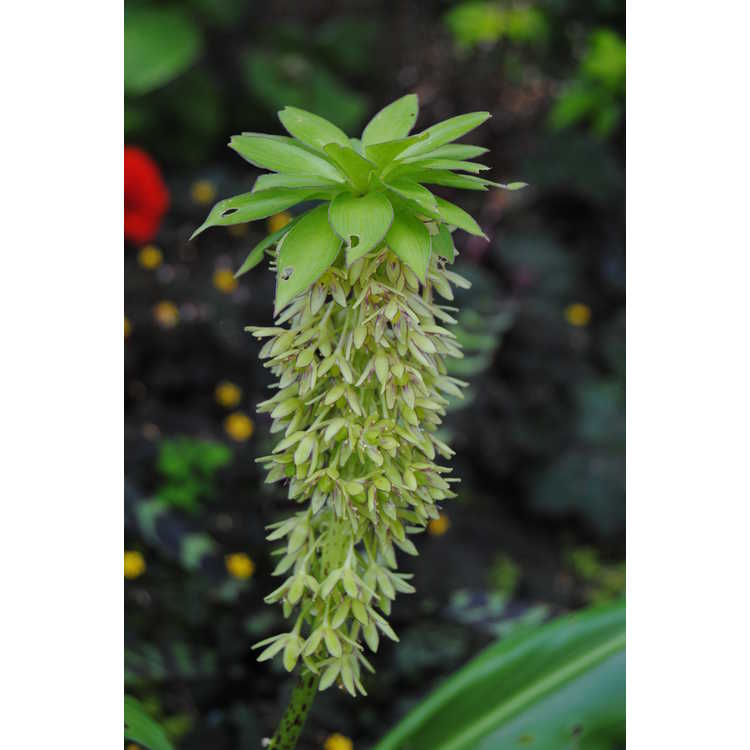 Eucomis bicolor - pineapple lily