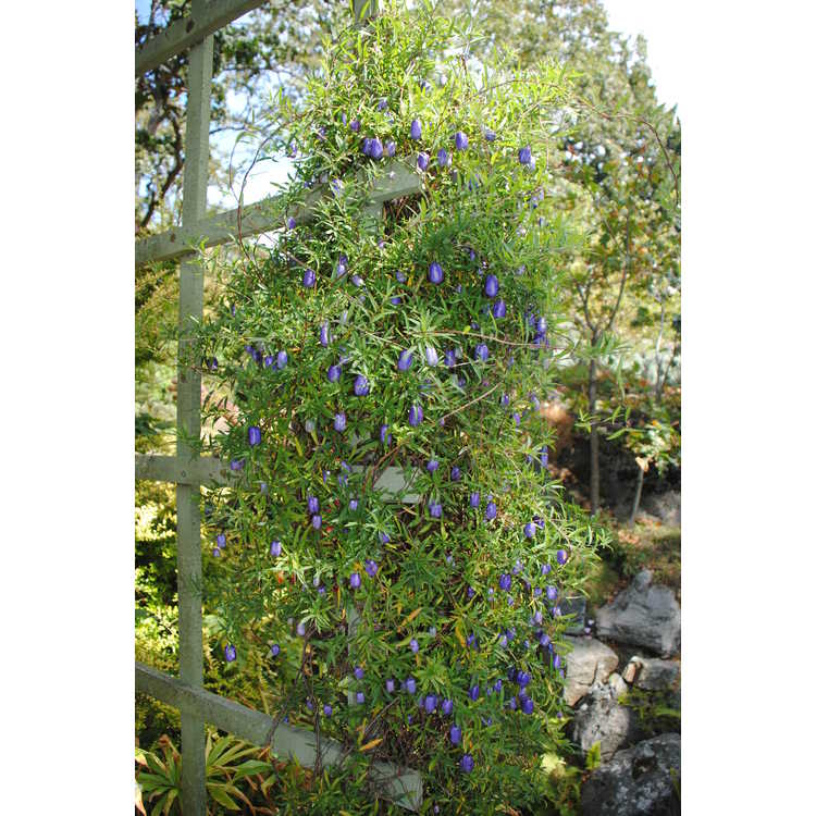 <em>Billardiera longiflora</em>