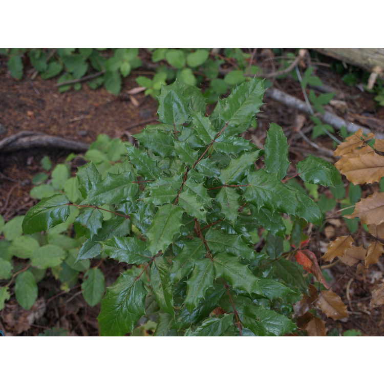 <em>Mahonia aquifolium</em>