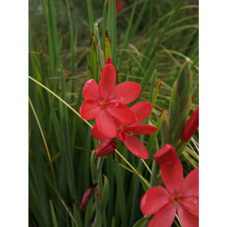 Crimson river lily