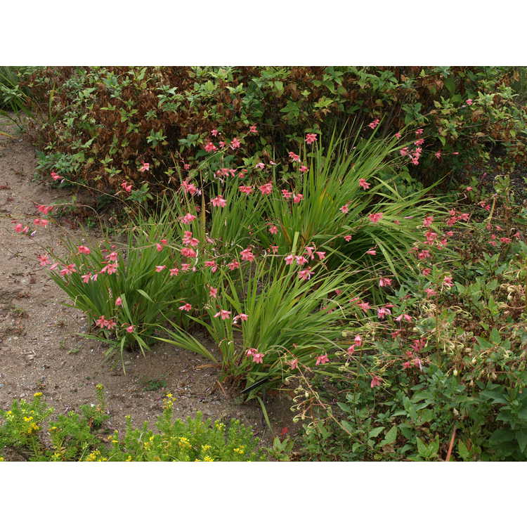 Moraea collina - Cape tulip