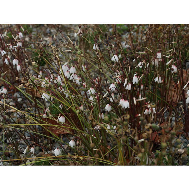 Acis autumnalis - autumn snowflake