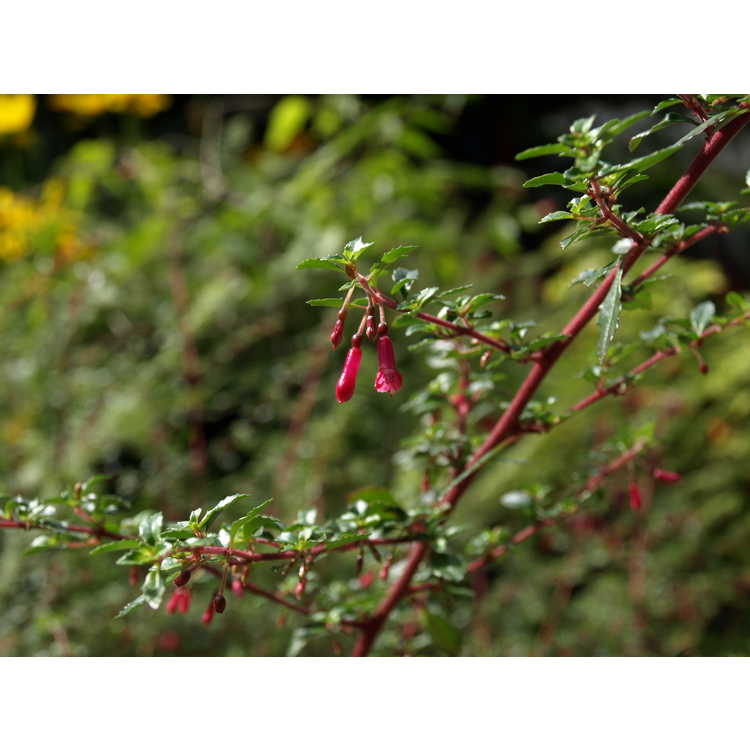 <em>Fuchsia microphylla</em>
