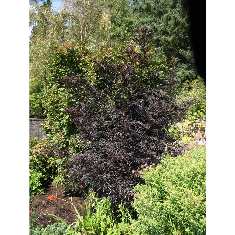 Black Lace purple-leaf European elderberry