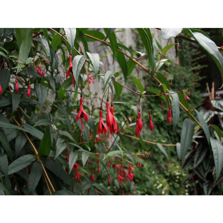 <em>Fuchsia regia</em> subsp.<em> regia</em>