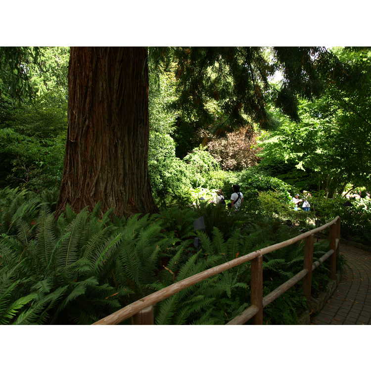 <em>Sequoia sempervirens</em>