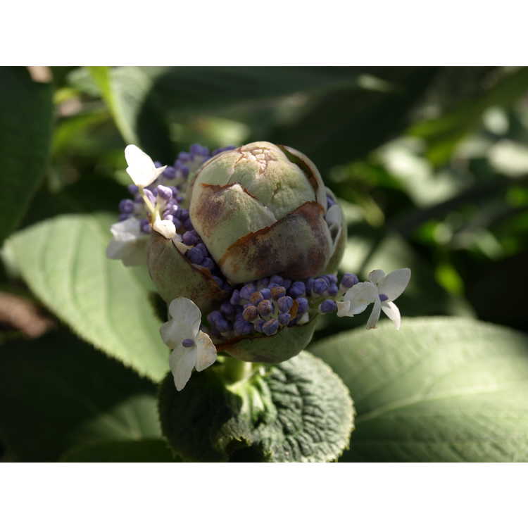 Hydrangea involucrata 'Wim Rutten' - Blue Bunny compact bracted hydrangea