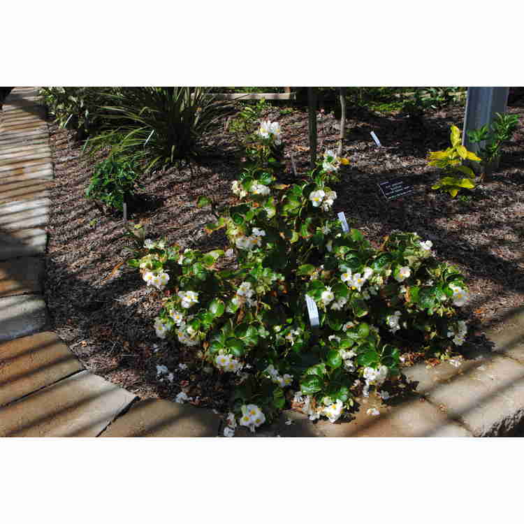 Begonia Semperflorens-cultorum hardy white
