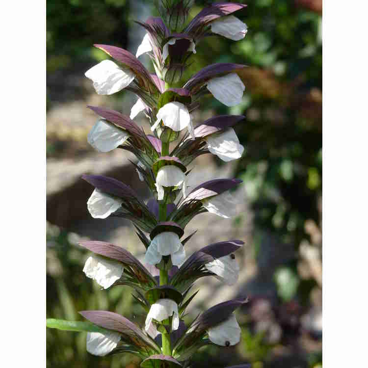 Acanthus 'Morning Candle'