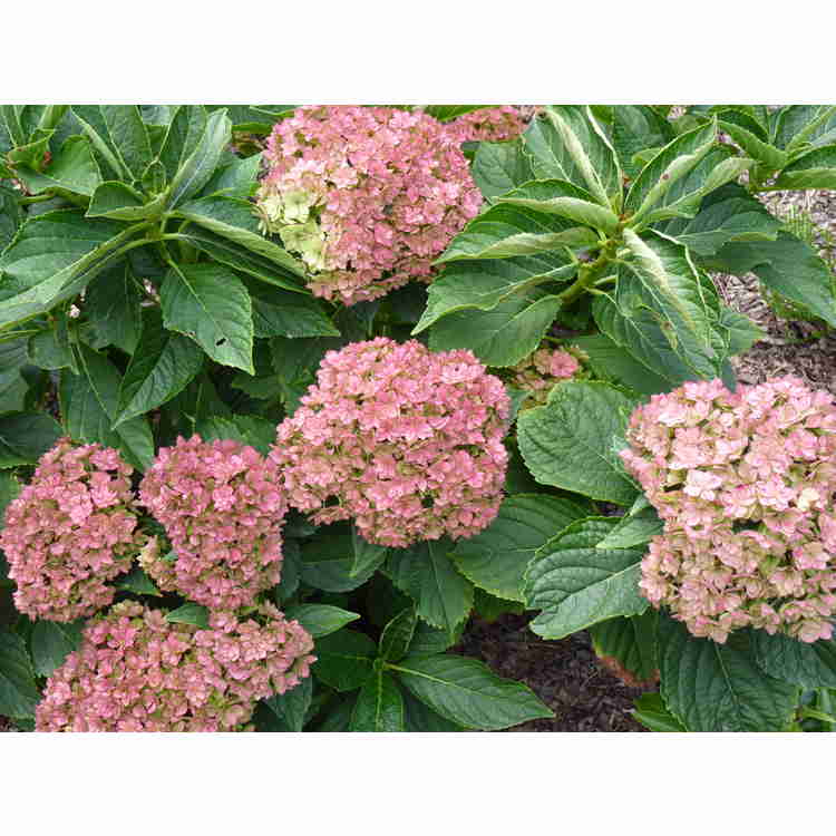 Hydrangea macrophylla Rei 05 Forever & Ever Together