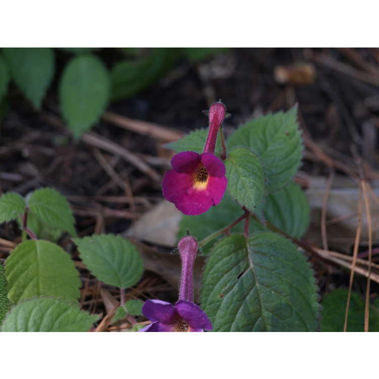 Achimenes 'Harry Williams' - orchid pansy