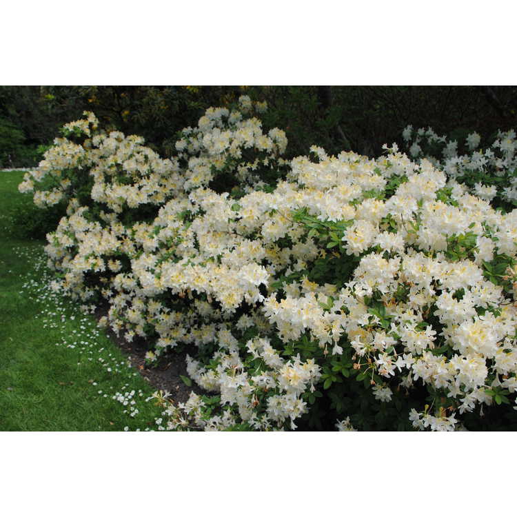 <em>Rhododendron</em> 'Ghent Cream'