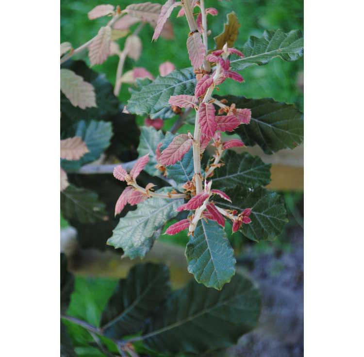 <em>Quercus crassifolia</em>