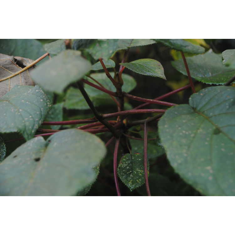 <em>Hydrangea robusta</em>