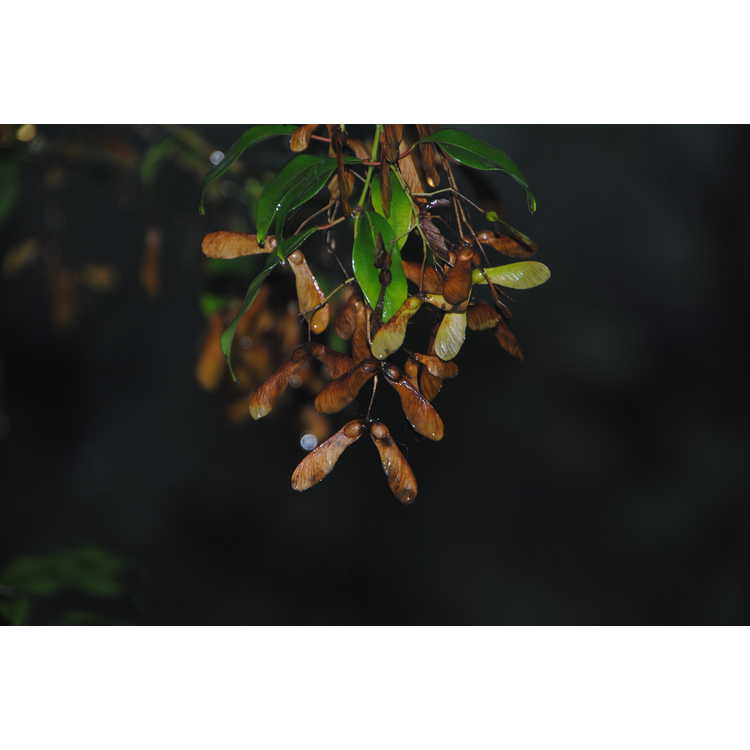 <em>Acer lucidum</em>