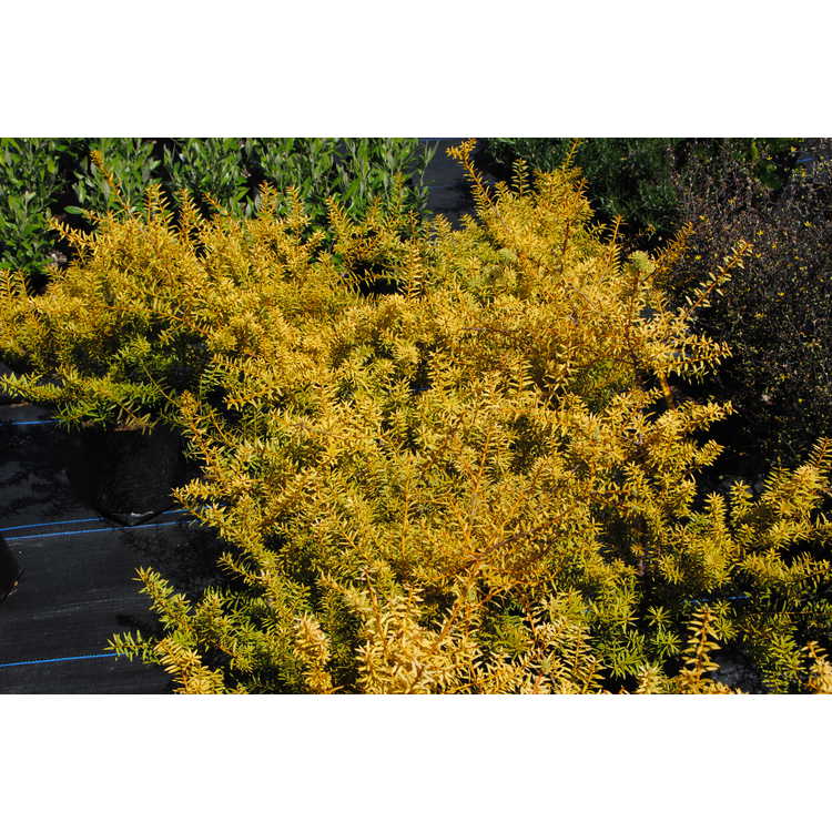 Podocarpus totara 'Aureus' - golden totara