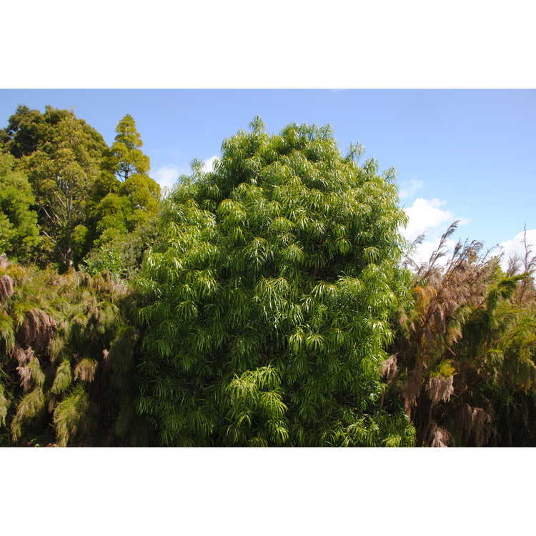 <em>Podocarpus henkelii</em>