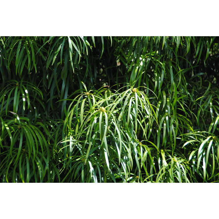 <em>Podocarpus henkelii</em>