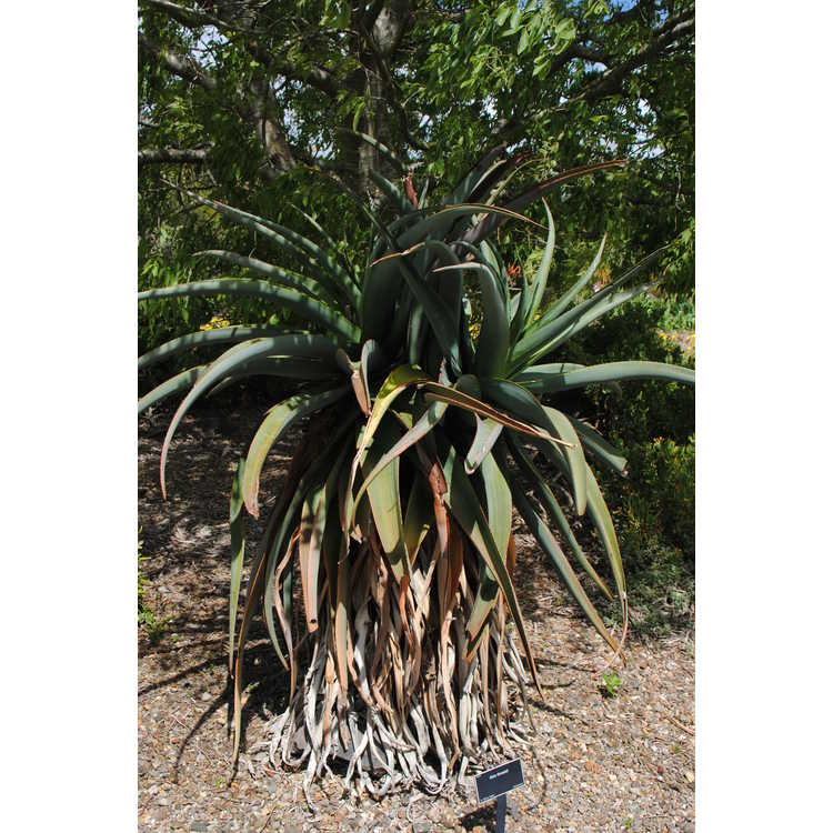 <em>Aloe thraskii</em>