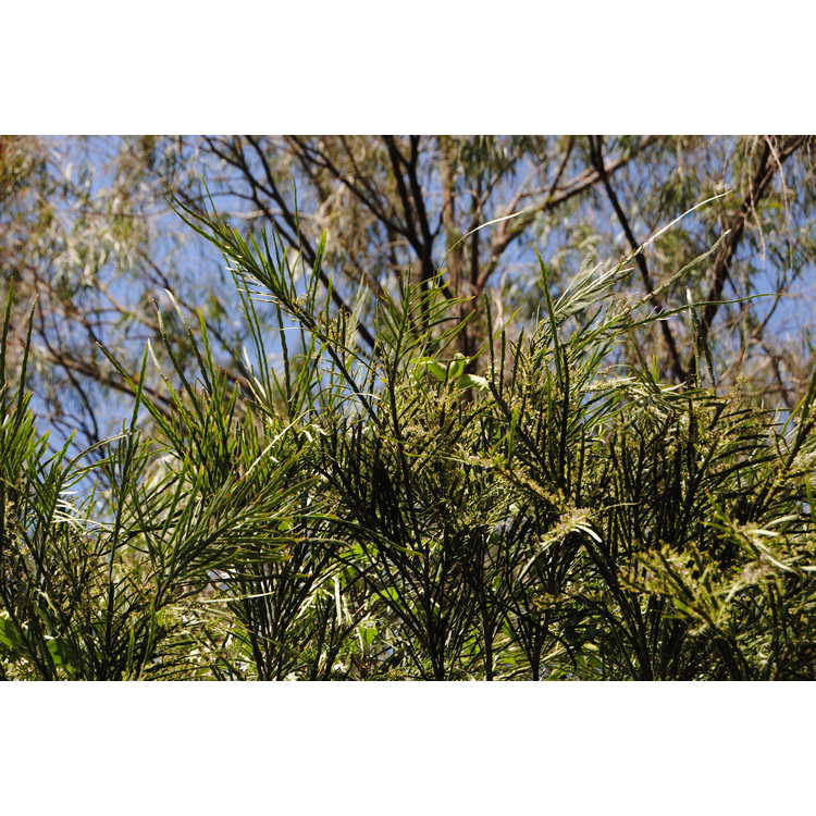 <em>Carmichaelia australis</em>