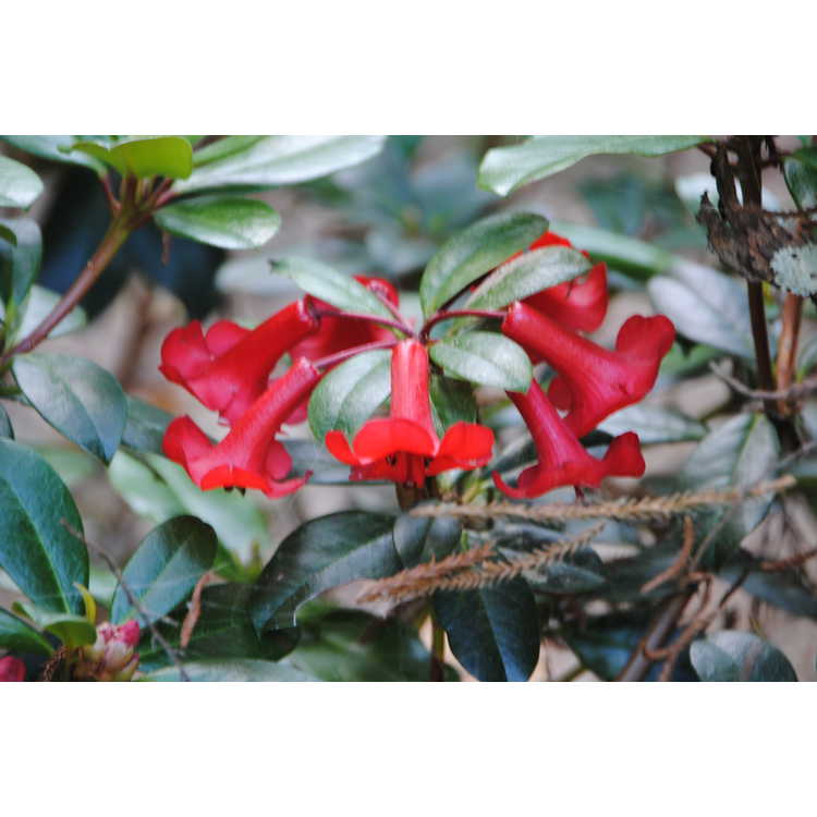 <em>Rhododendron</em> 'Red Mountain'