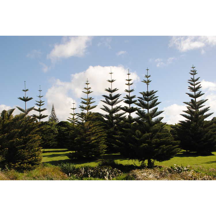 Norfolk Island pine