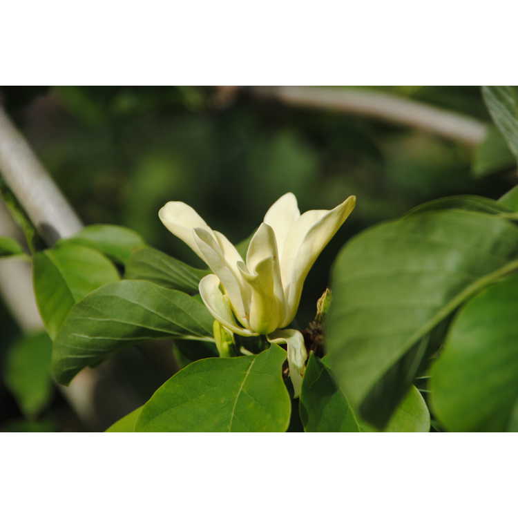 <em>Magnolia</em> 'Golden Endeavor'
