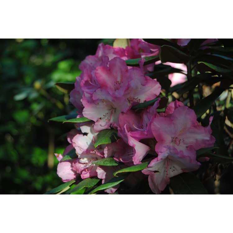 <em>Rhododendron</em> 'Hydon Hunter'