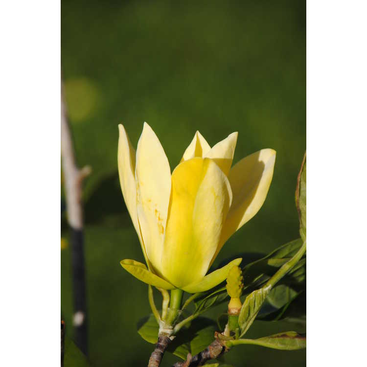 <em>Magnolia</em> 'Ossie's Yellow'