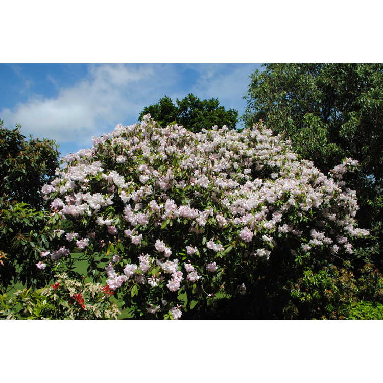 <em>Rhododendron</em> 'Van Nes Sensation'