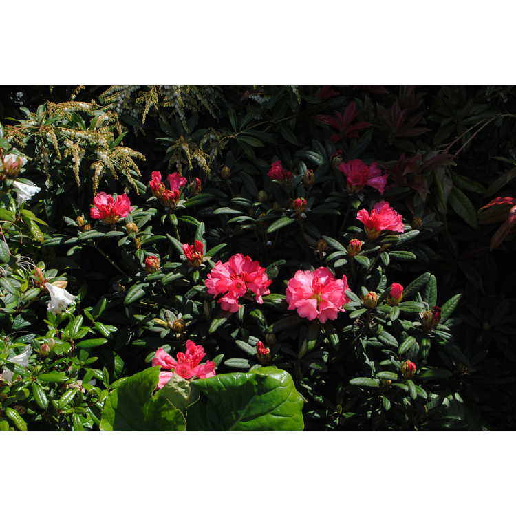 <em>Rhododendron aberconwayi</em> 'His Lordship'