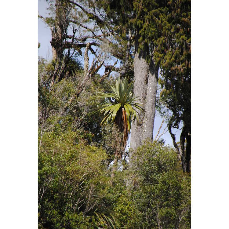 Mountain cabbage tree