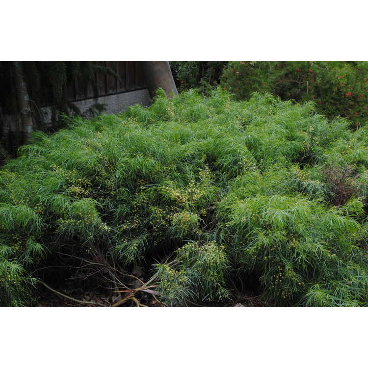 <em>Acacia cognata</em> 'Green Mist'