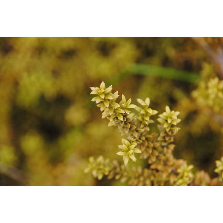 Podocarpus nivalis 'Bronze' - alpine totara