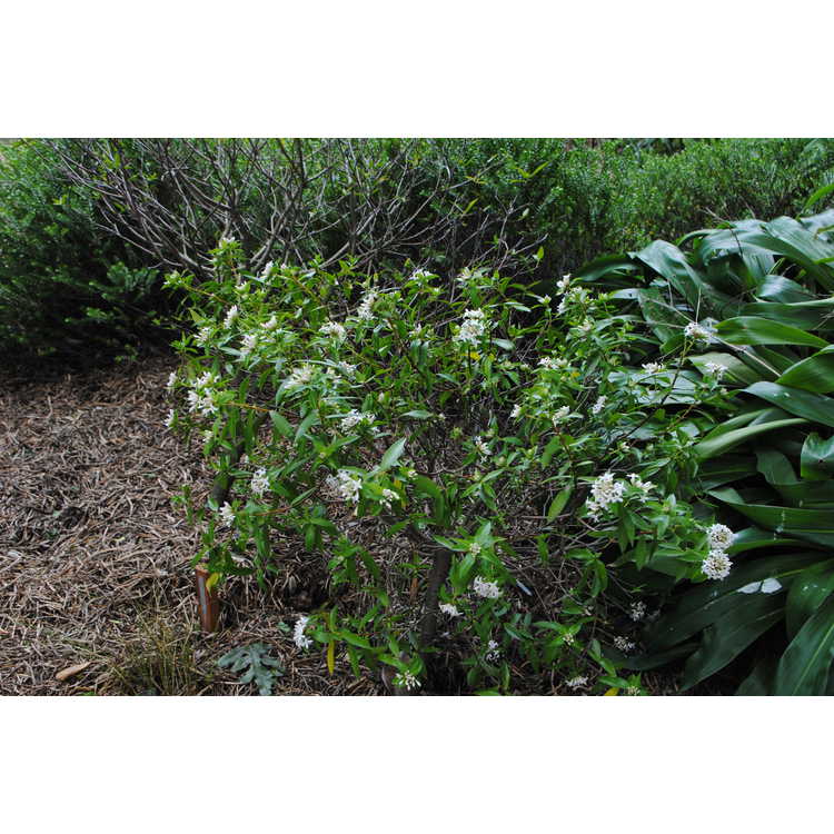 <em>Pimelea longifolia</em>