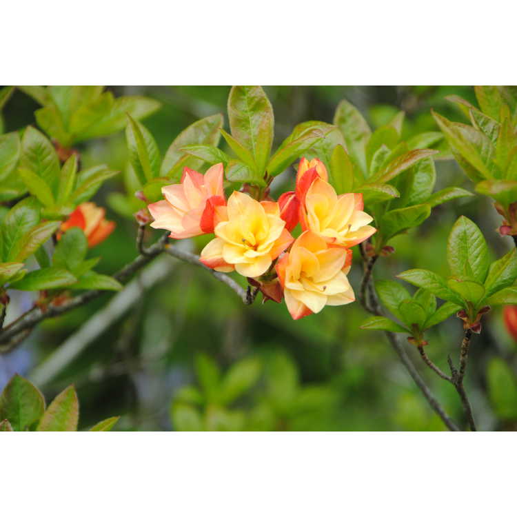 <em>Rhododendron</em> 'Nicholas de Rothschild'