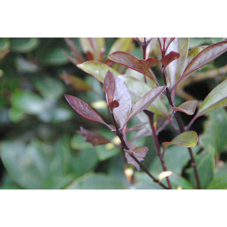 Osmanthus heterophyllus 'Purpureus' - purple-leaf holly tea-olive