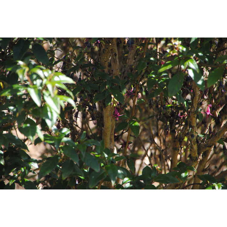 <em>Fuchsia excorticata</em>