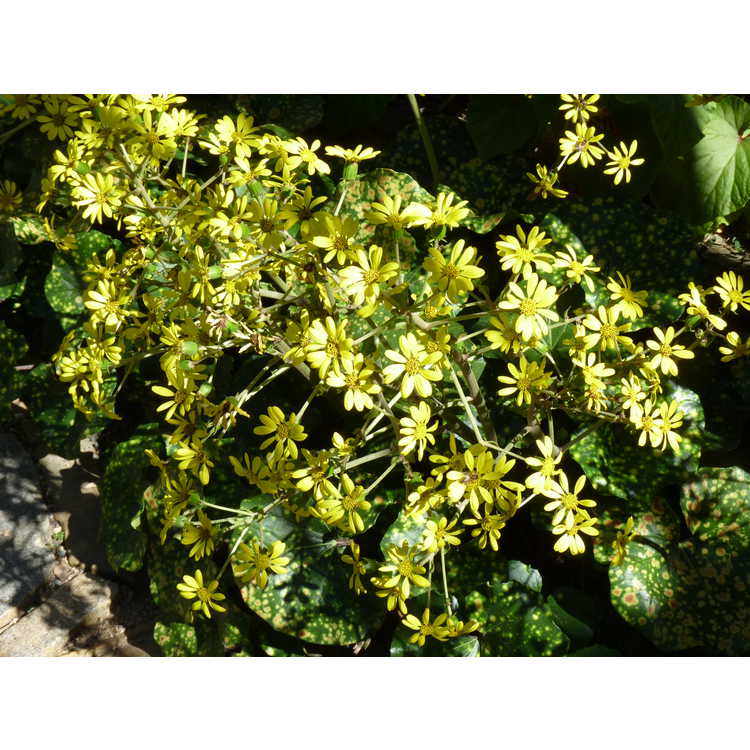 Farfugium japonicum 'Aureomaculatum'