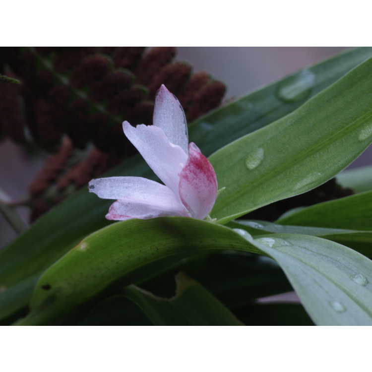 Roscoea scillifolia pink form