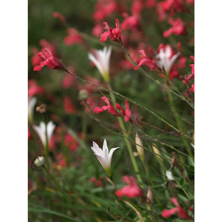 Salvia greggii 'Lipstick' - autumn sage
