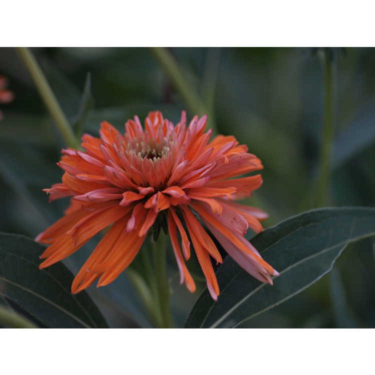 <em>Echinacea</em> 'Colorburst Orange'
